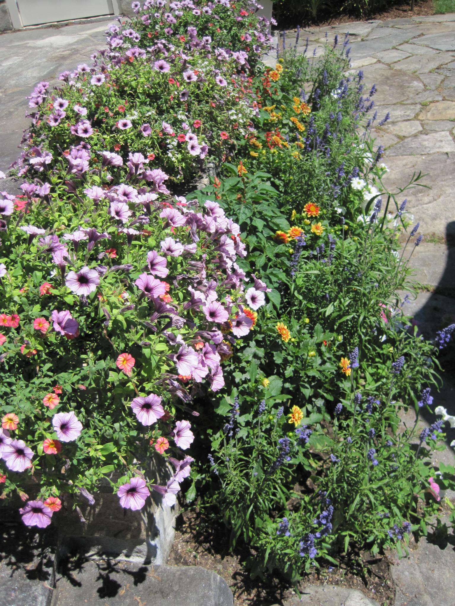 How to Water Flowers How Much Water Do Flowers Need? The Old Farmer